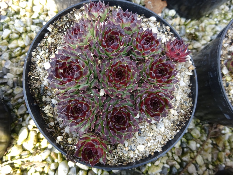 Devon Circlet