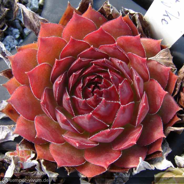 Marijke