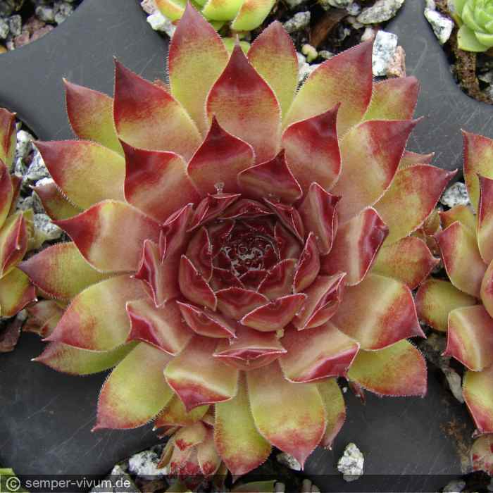 Maringa