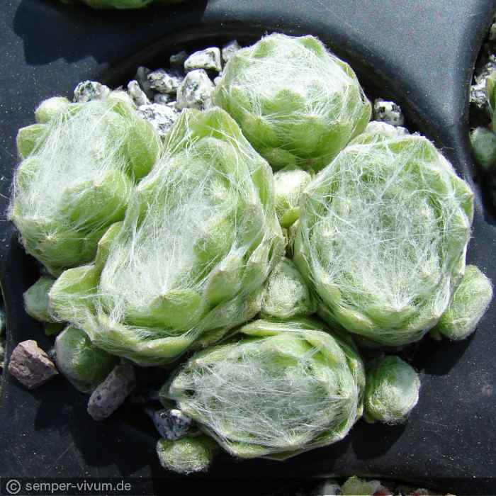 arachnoideum ssp. tomentosum from Gorges de Daluis