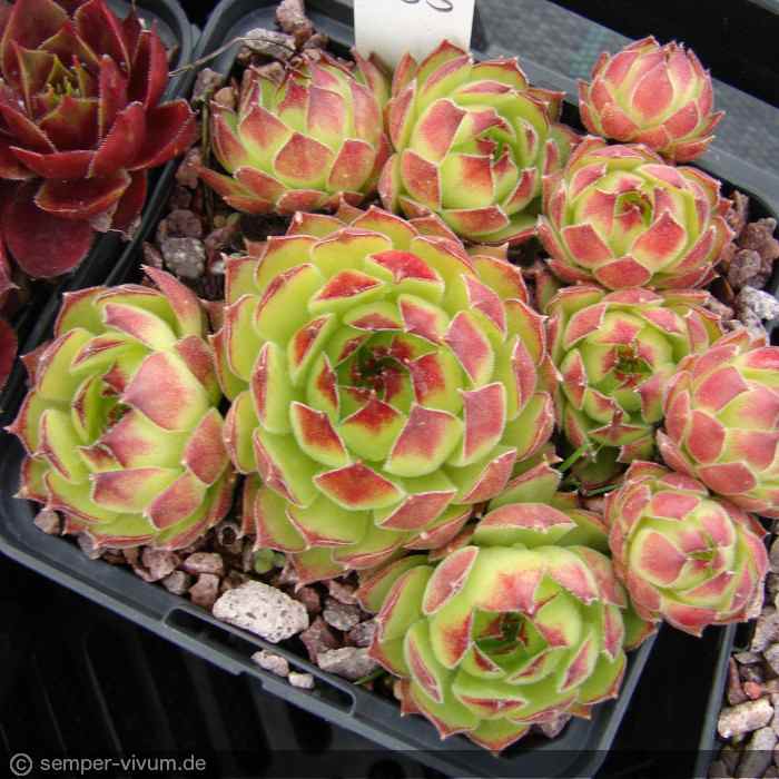 marmoreum ssp. matricum from Kováčovské kopce 