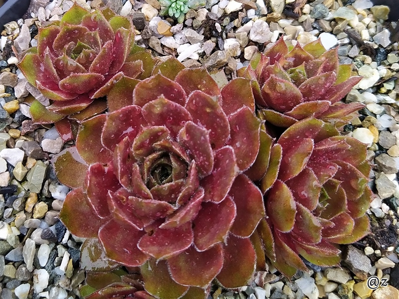 Rosenzauber