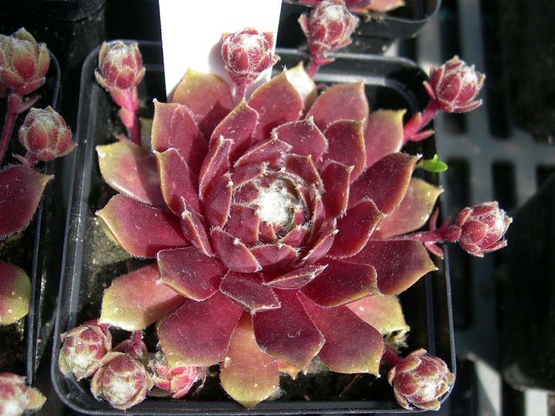 Silberspitz