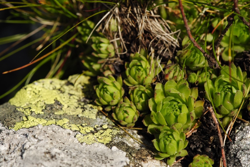 montanum ssp. carpathicum from Kondratova kopa, SW Abhang