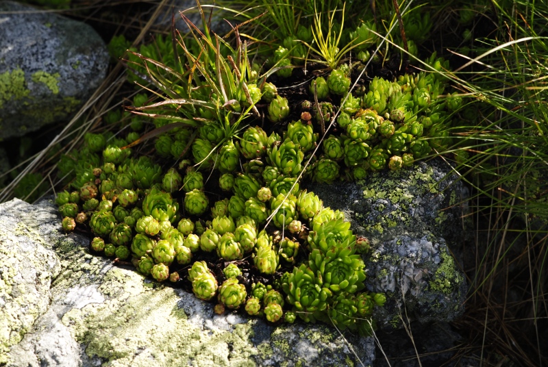montanum ssp. carpathicum from Kondratova kopa, SW Abhang