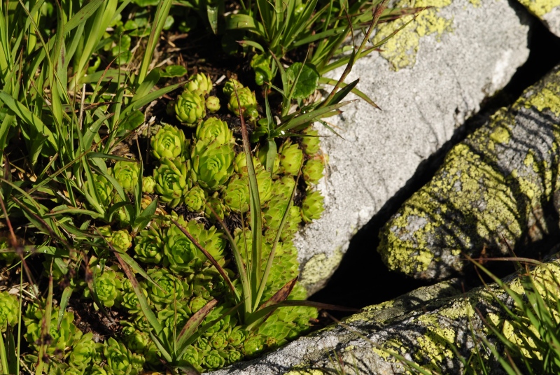 montanum ssp. carpathicum from Kondratova kopa, SW Abhang