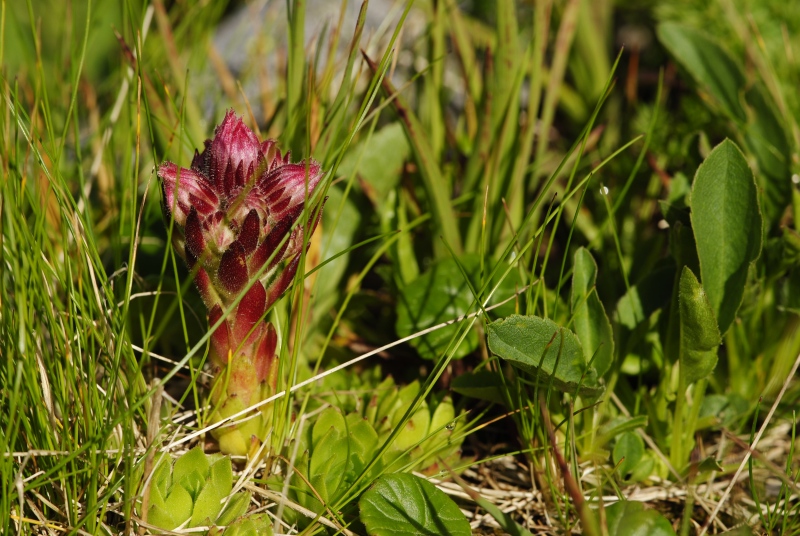 montanum ssp. carpathicum from Kondratova kopa, SW Abhang