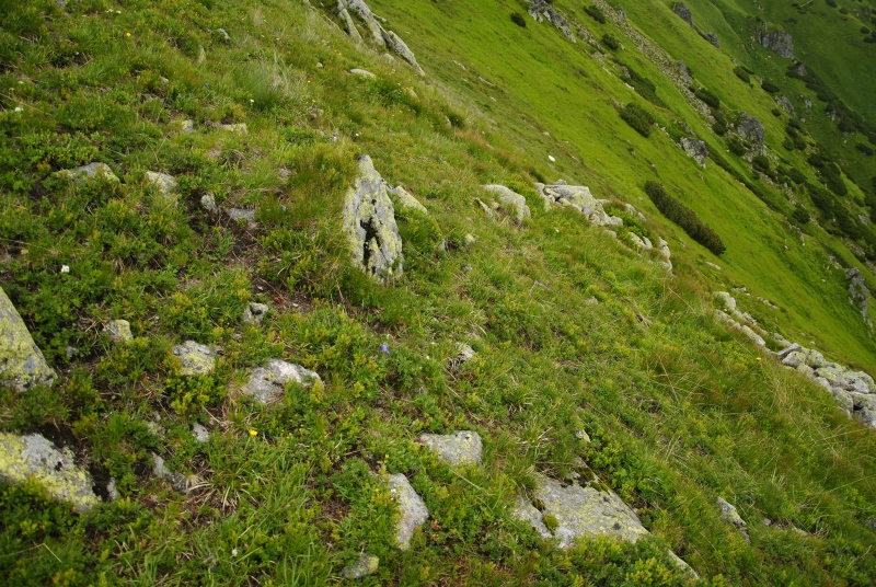 montanum ssp. carpathicum from Kasprov vrch, SW Abhang