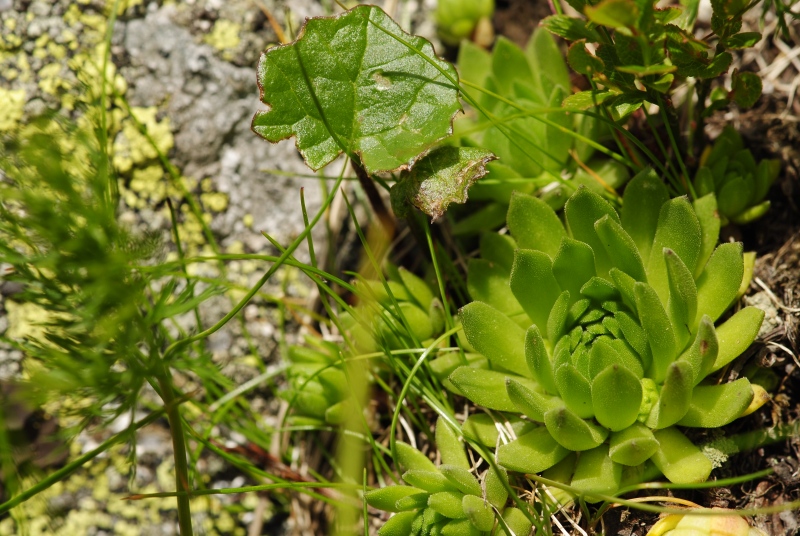 montanum ssp. carpathicum from Kasprov vrch, SW Abhang