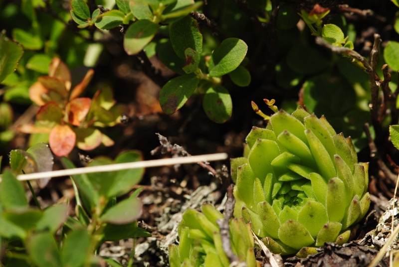 montanum ssp. carpathicum from Kasprov vrch, SW Abhang