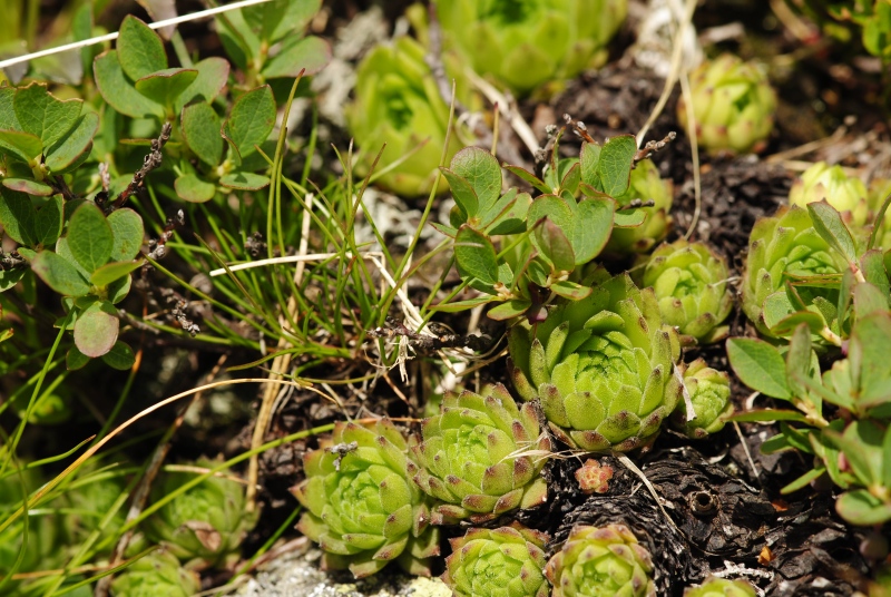 montanum ssp. carpathicum from Kasprov vrch, SW Abhang