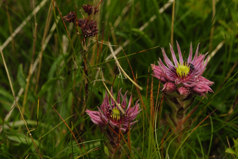 montanum ssp. carpathicum from Kasprov vrch, SW Abhang