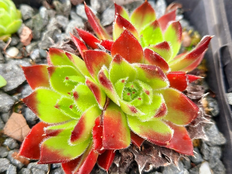 Crownstar / Jovi