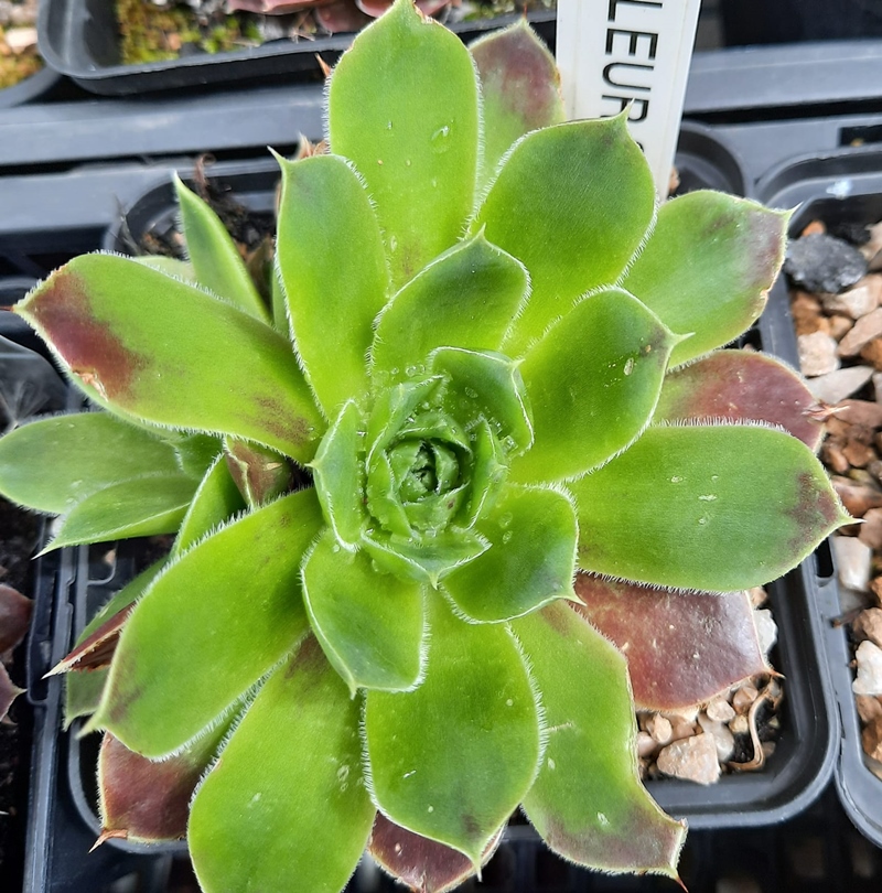 Fleur / Jovi