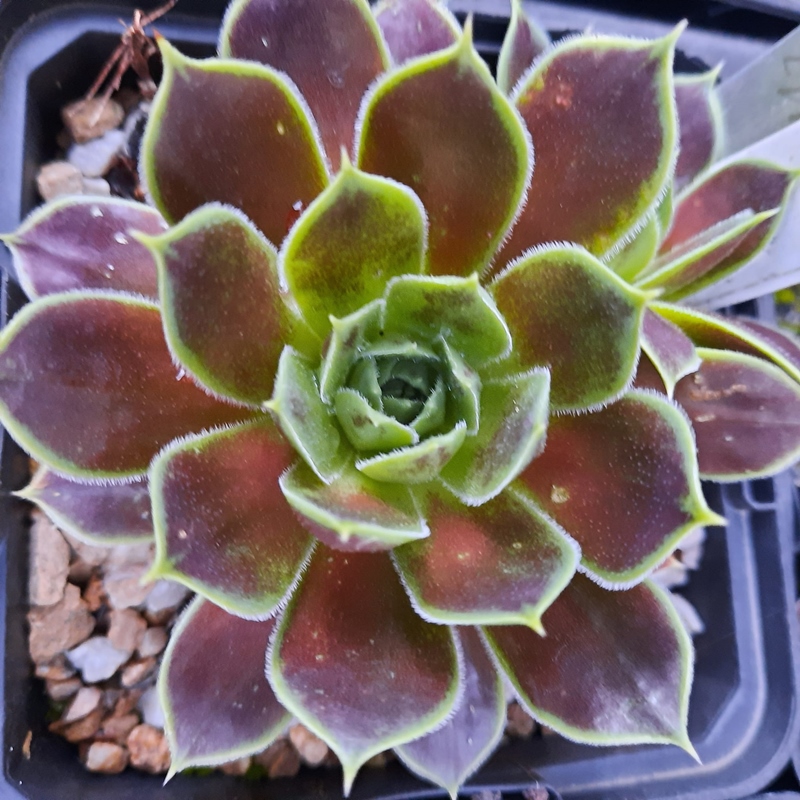 Korspelse Idaline / Jovi