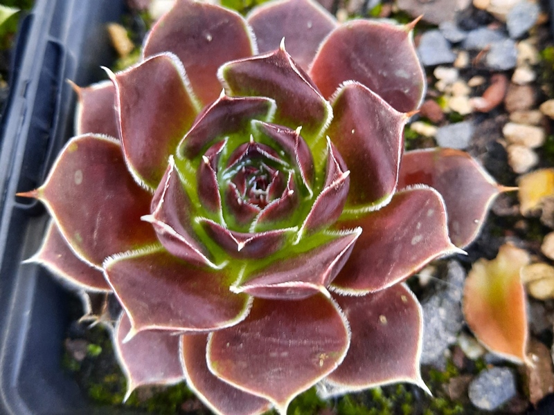 Korspelse Perdita / Jovi
