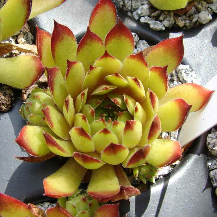 Black Forest Campfire