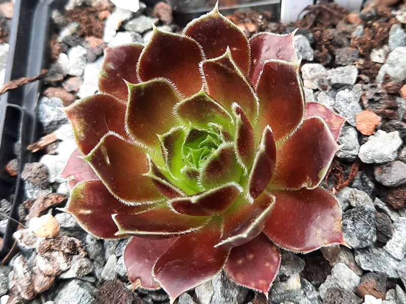 Harlekin / Jovi