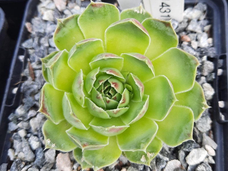 Kipini / Jovi