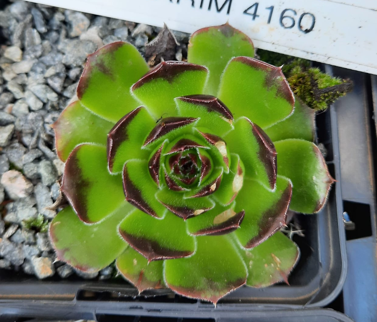Korspelse Makarim