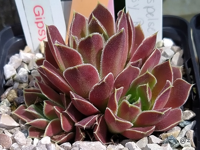 Korspelse Gipsy Rose / Jovi