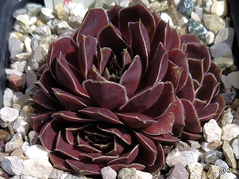 Korspelse Idaline / Jovi