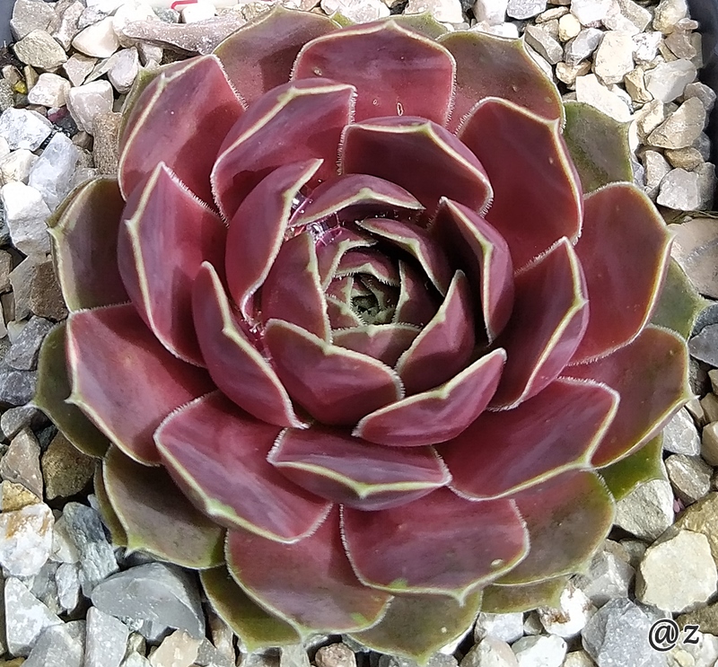 Korspelse Senne Beauty / Jovi