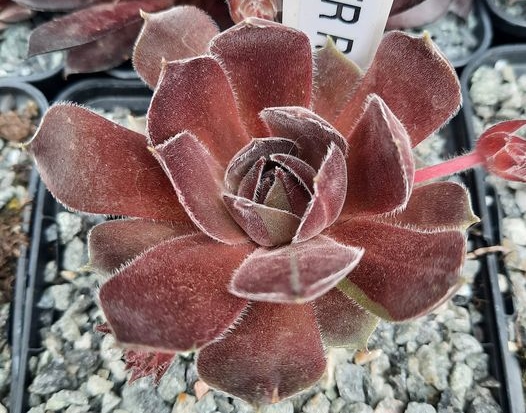 Pewter Rose