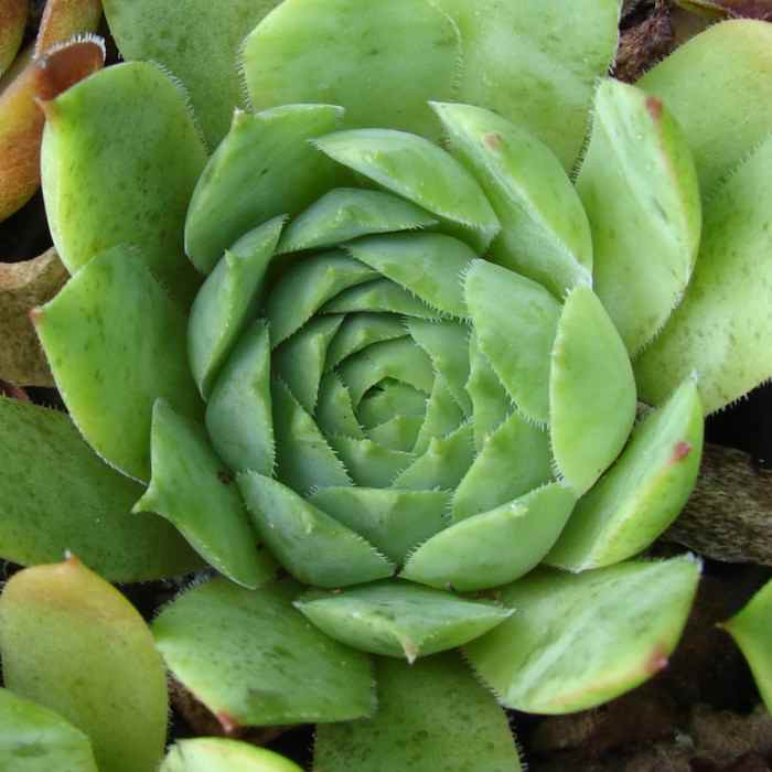 Schwarzwald Prasem