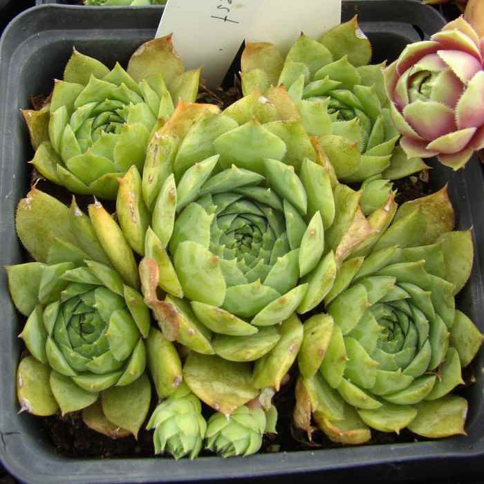Schwarzwald Prasem