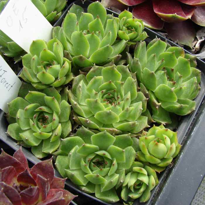 Schwarzwald Prasem