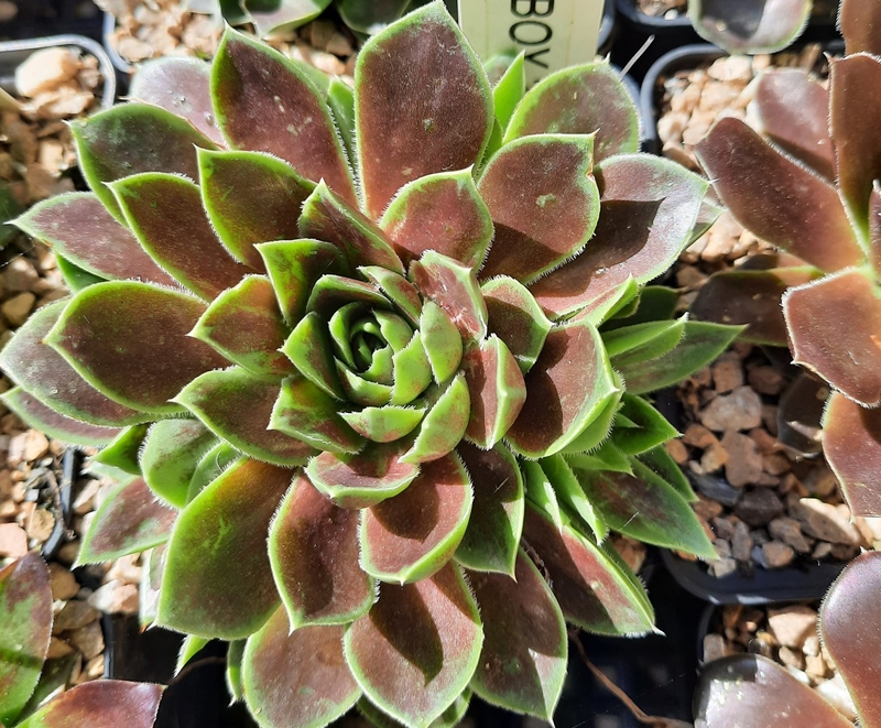 Senne Boy / Jovi