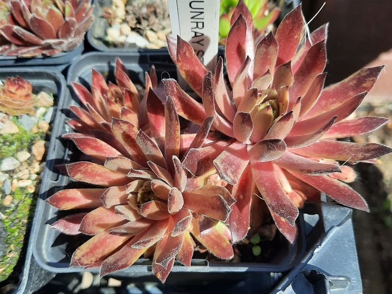 Sunray Stryder