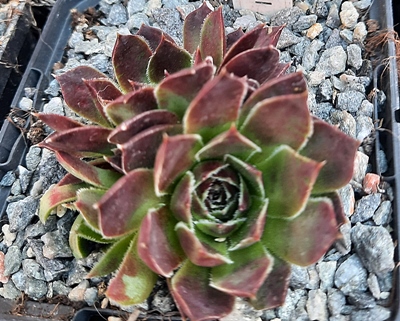 Turangi / Jovi