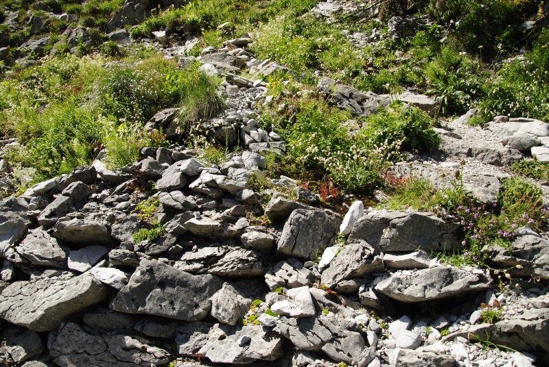 globiferum ssp. hirtum (preissianum) from Raptawicka Grań