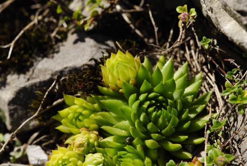 globiferum ssp. hirtum (preissianum) from Raptawicka Grań