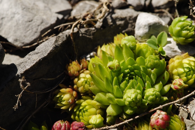 globiferum ssp. hirtum (preissianum) from Raptawicka Grań