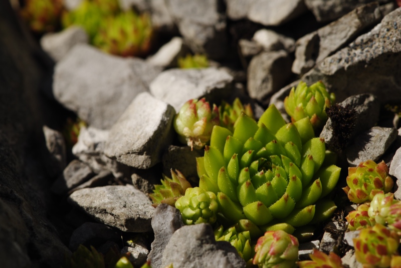 globiferum ssp. hirtum (preissianum) from Raptawicka Grań