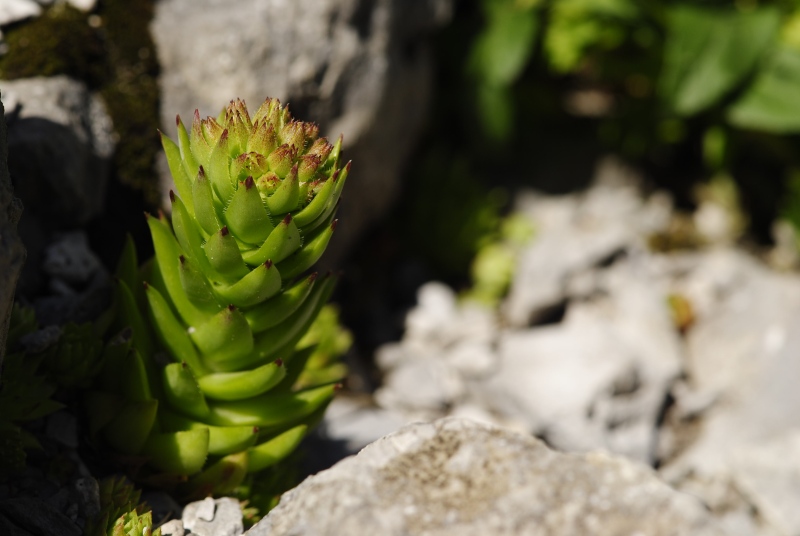 globiferum ssp. hirtum (preissianum) from Raptawicka Grań