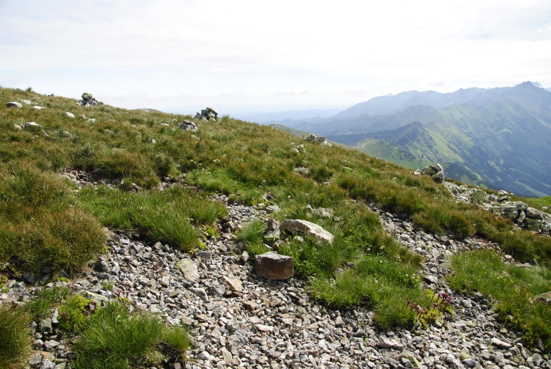 montanum ssp. carpathicum from Kresanica 