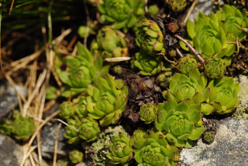 montanum ssp. carpathicum from Kresanica 