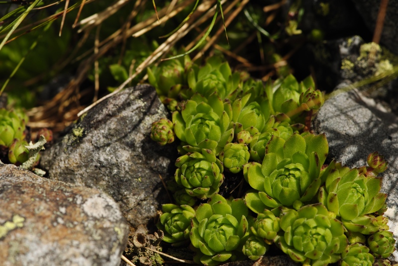 montanum ssp. carpathicum from Kresanica 
