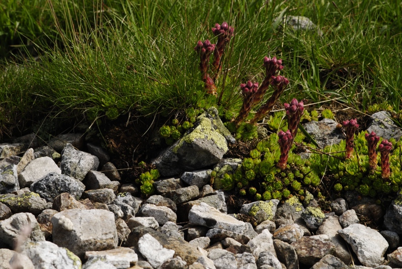 montanum ssp. carpathicum from Kresanica 