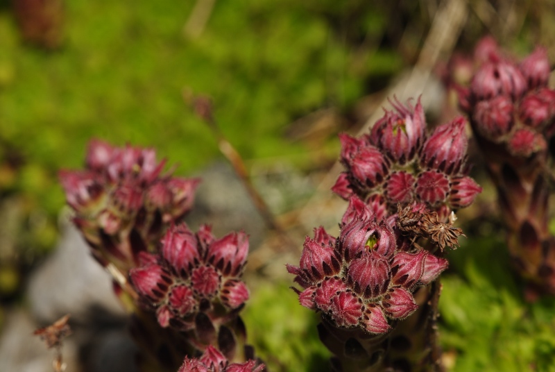 montanum ssp. carpathicum from Kresanica 