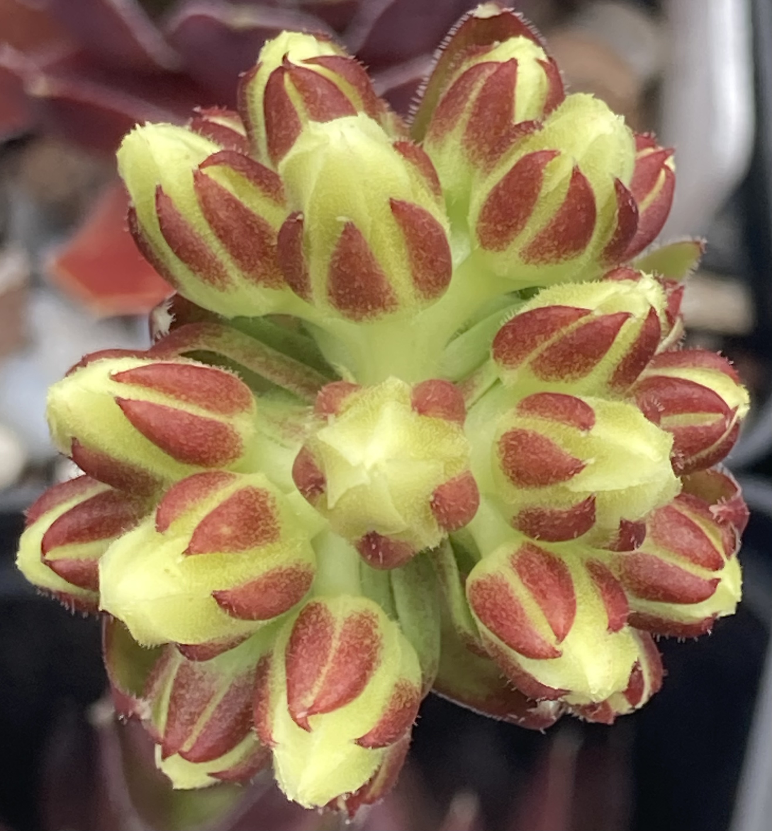 Blüte