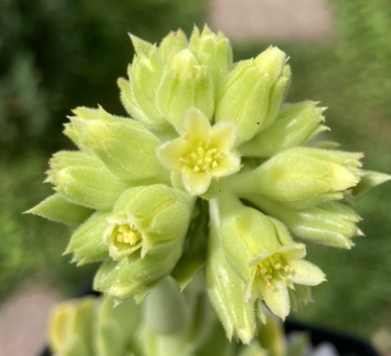 Blüte 