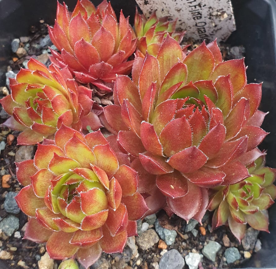 Fresh Fine Orange