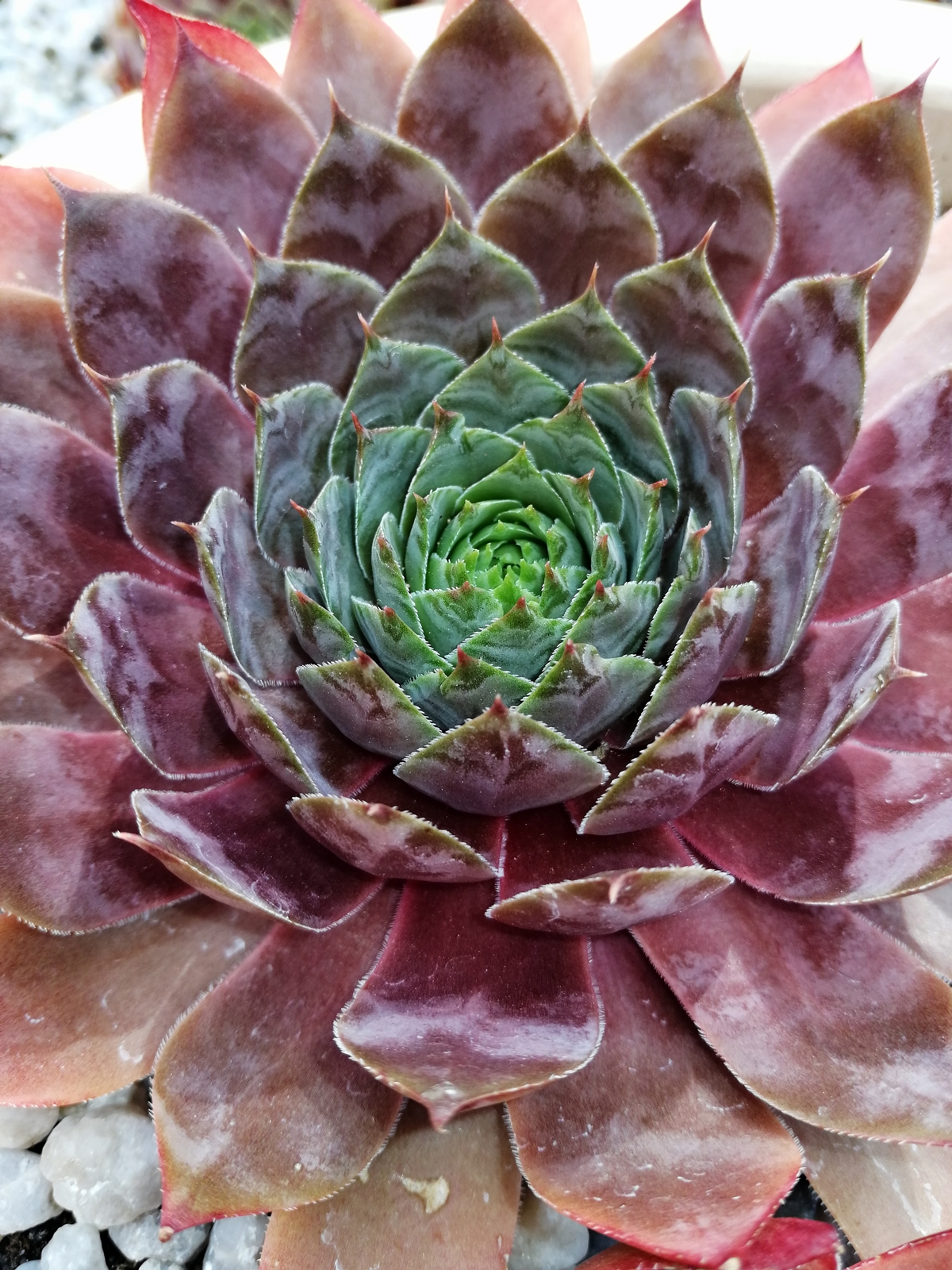 Marsala