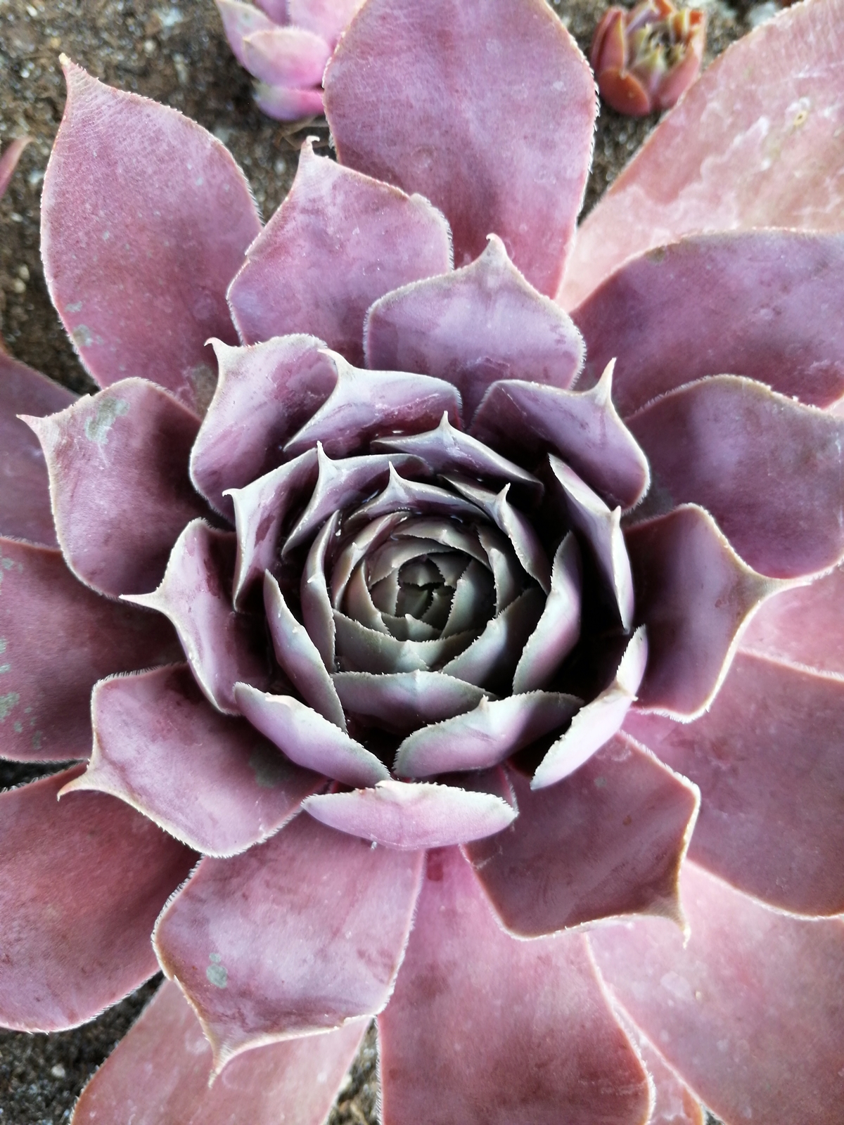 Pseudoornatum