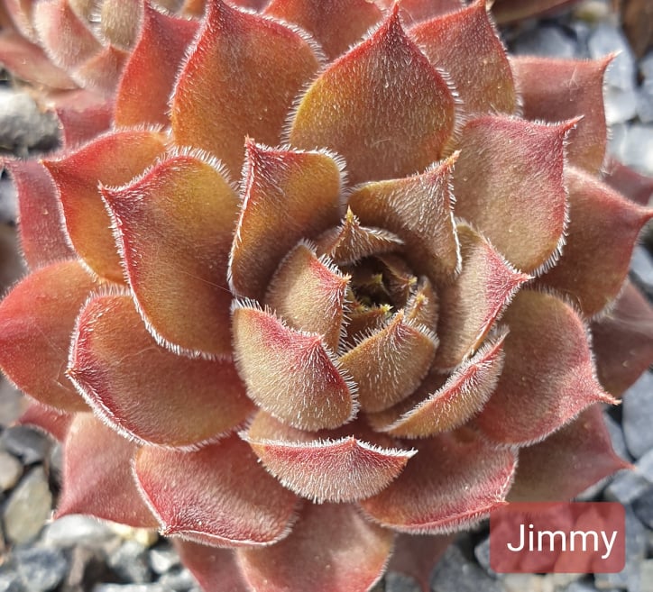 Jimmy